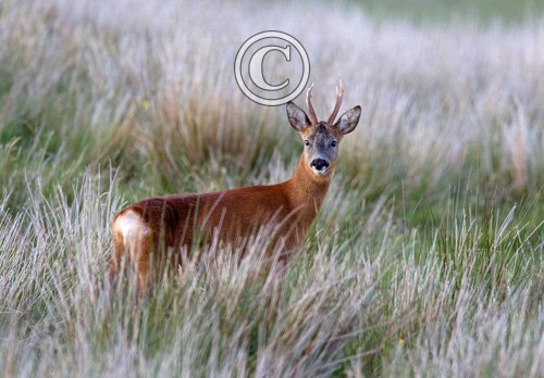 Roe Deer Buck DM1147